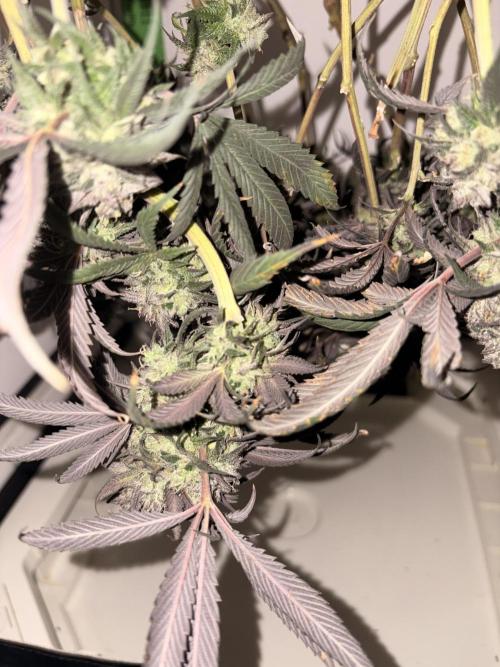 Unconventional grow. Week 9