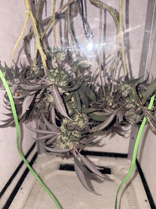 Unconventional grow. Week 9