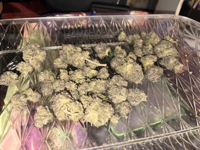Unconventional grow. Week 10