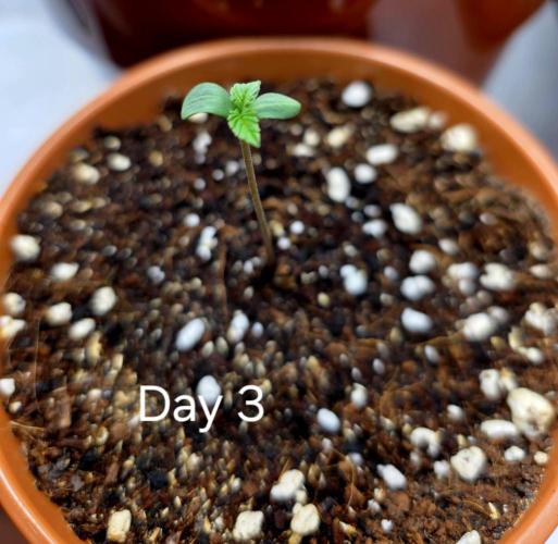 Pineapple Express. Week 0