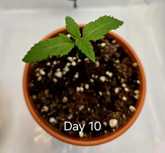 Pineapple Express. Week 0