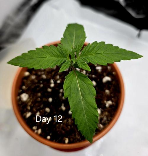Pineapple Express. Week 0