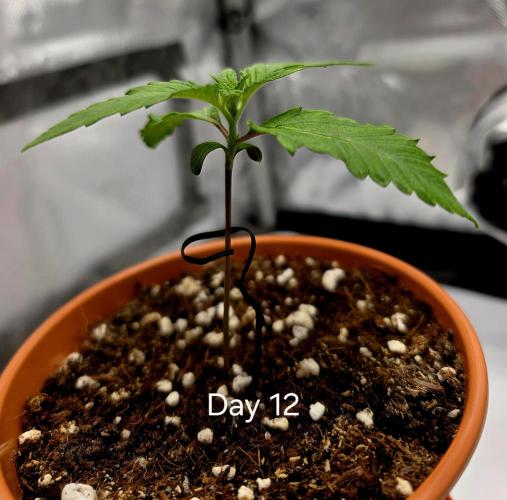 Pineapple Express. Week 0