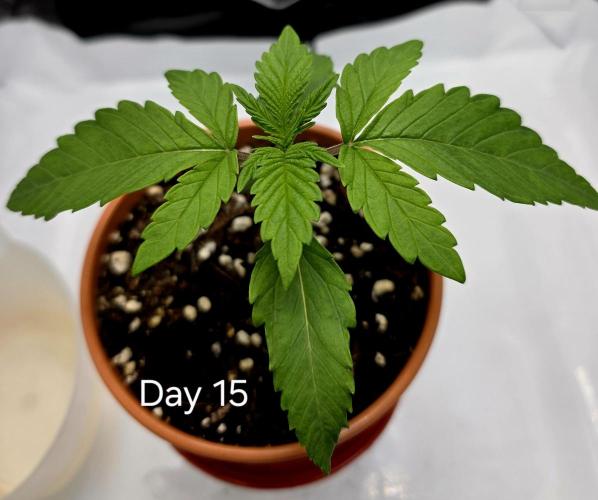 Pineapple Express. Week 0