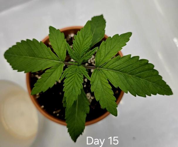Pineapple Express. Week 0