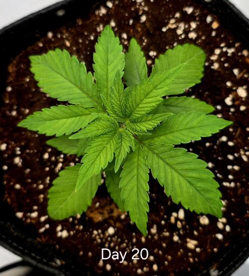 Pineapple Express. Week 1
