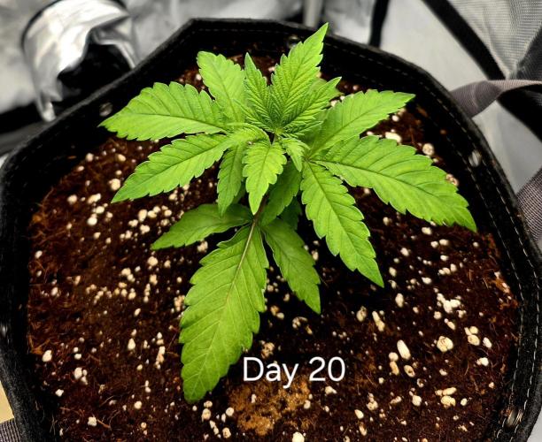 Pineapple Express. Week 1