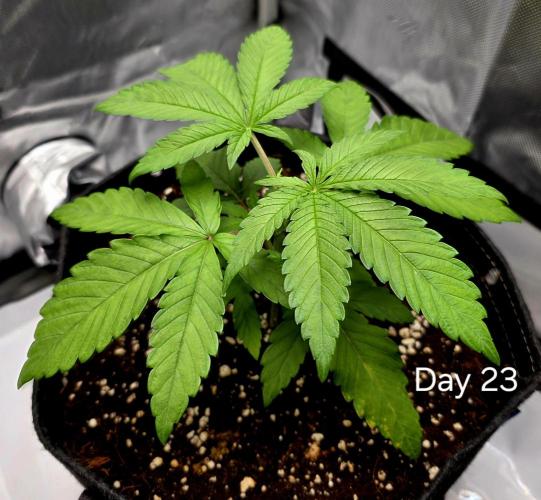 Pineapple Express. Week 1