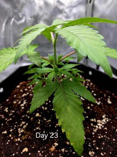 Pineapple Express. Week 1