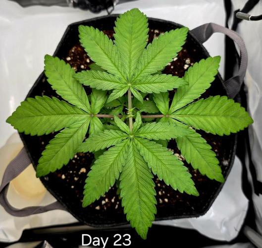 Pineapple Express. Week 1