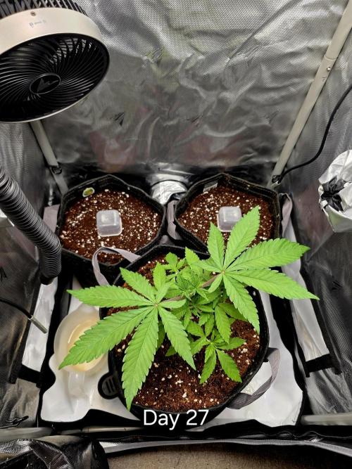 Pineapple Express. Week 3 - Started taking the big fan leaves off 