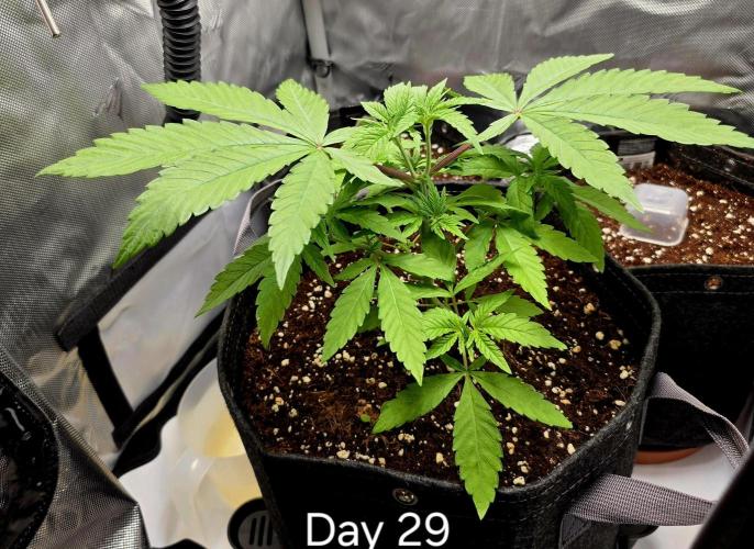 Pineapple Express. Week 3