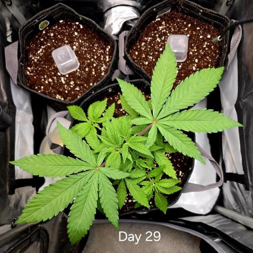 Pineapple Express. Week 3