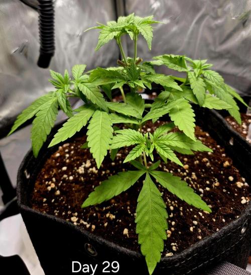 Pineapple Express. Week 3 - All four big leaves gone, topping taken well 