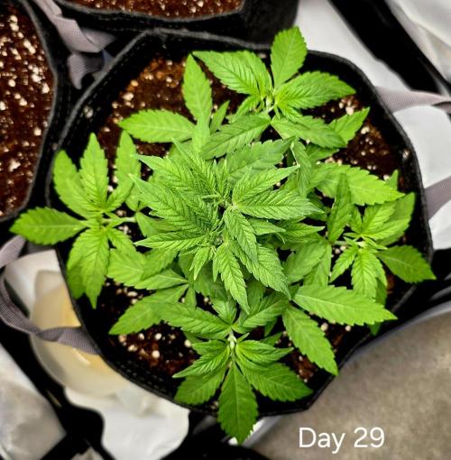 Pineapple Express. Week 3