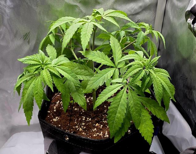 Pineapple Express. Week 5