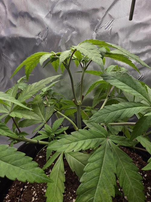 Pineapple Express. Week 5