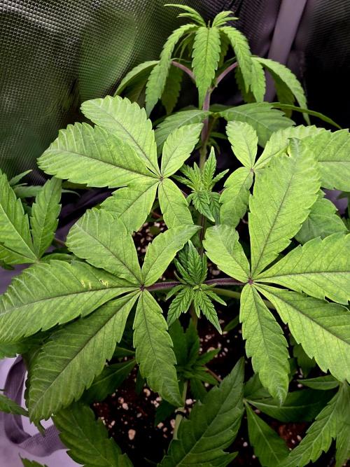 Pineapple Express. Week 5 - New tops coming through 