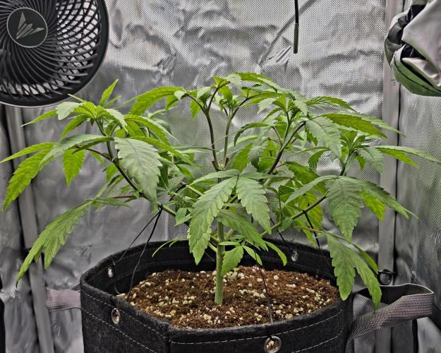 Pineapple Express. Week 5
