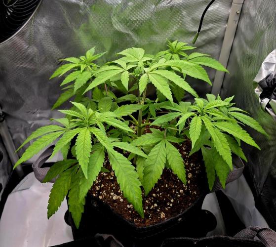 Pineapple Express. Week 5
