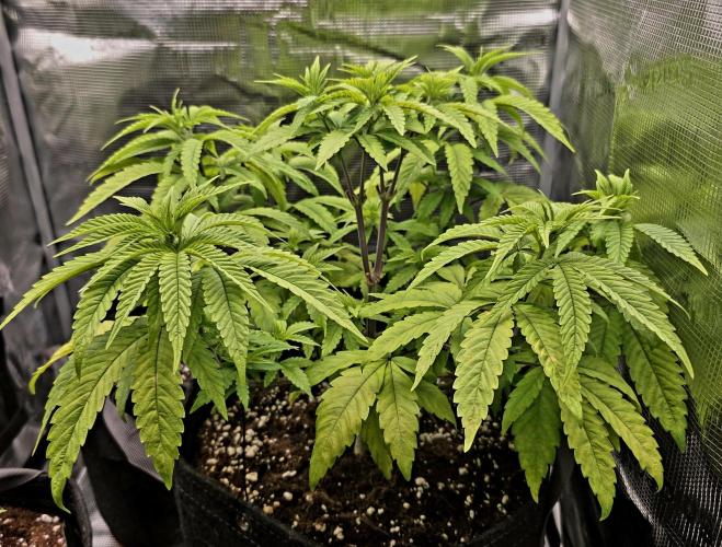 Pineapple Express. Week 5