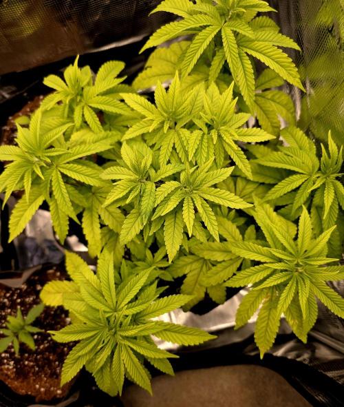 Pineapple Express. Week 5 - Filled in nicely 