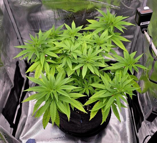 Pineapple Express. Week 6 - Perked back up from the training clips 