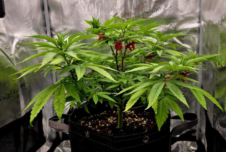 Pineapple Express. Week 6