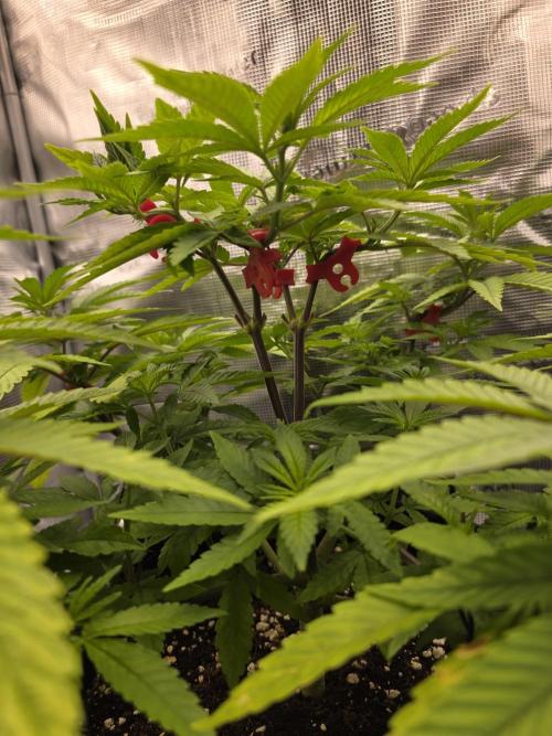 Pineapple Express. Week 6