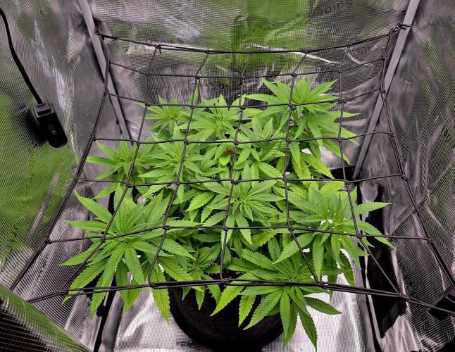 Pineapple Express. Week 6 - Scroll net added to get ready for flipping to flower 