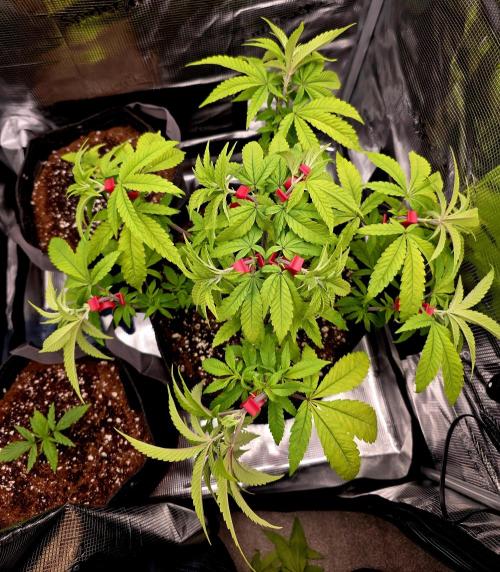 Pineapple Express. Week 5 - Added some training clips to help spread out the branches to extend the canopy. 