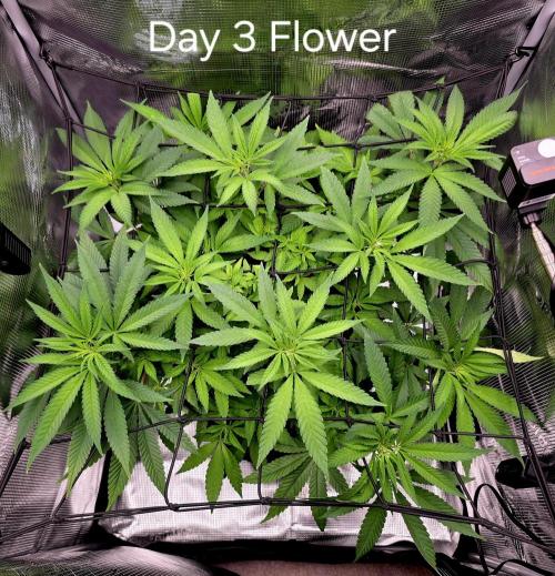 Pineapple Express. Week 8