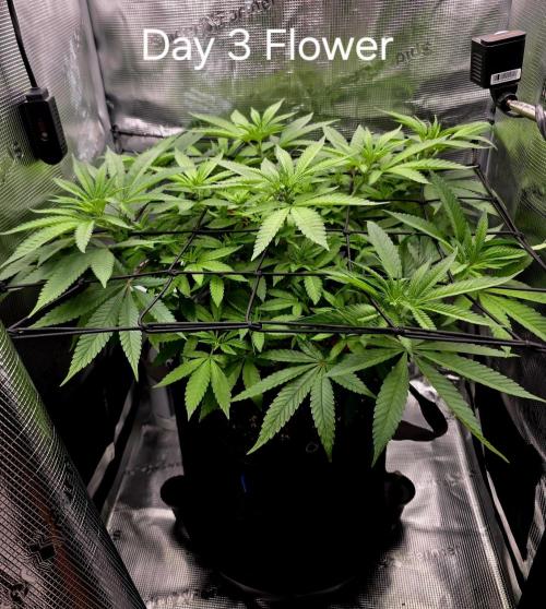 Pineapple Express. Week 8