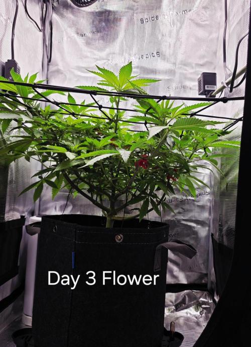 Pineapple Express. Week 8