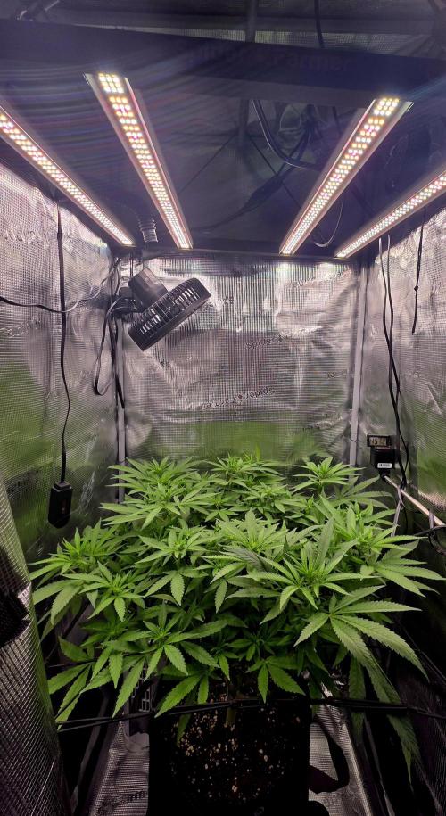 Pineapple Express. Week 8