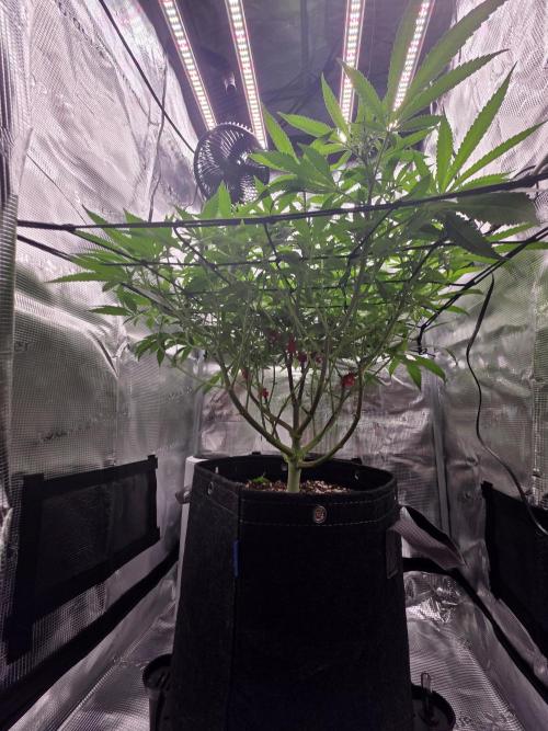 Pineapple Express. Week 8