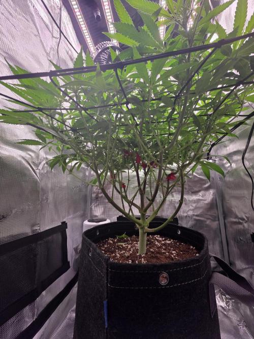 Pineapple Express. Week 8