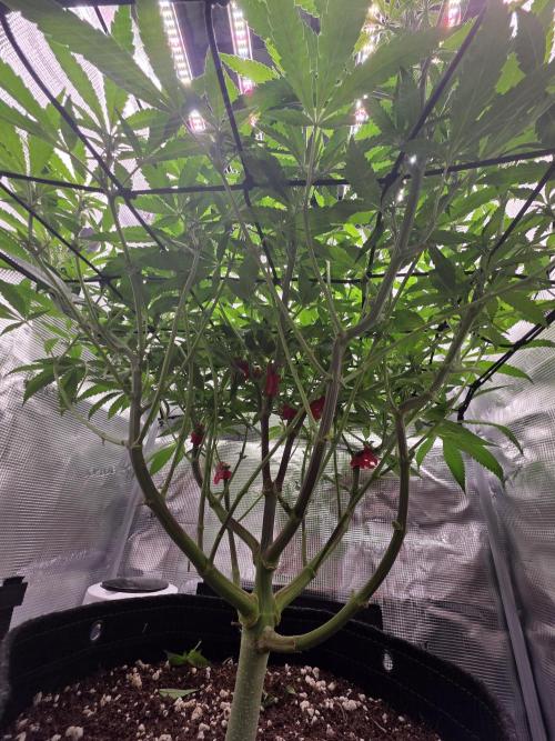 Pineapple Express. Week 8