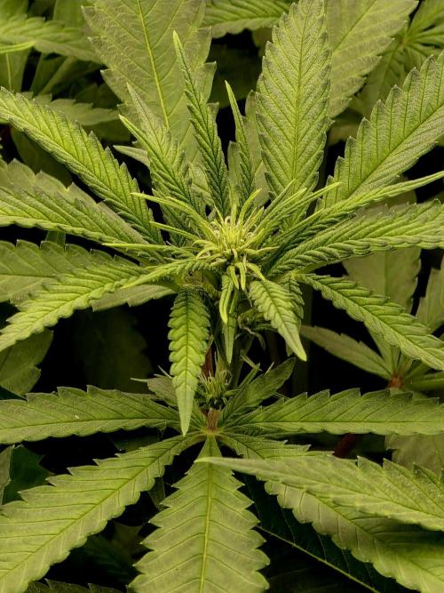 Pineapple Express. Week 9