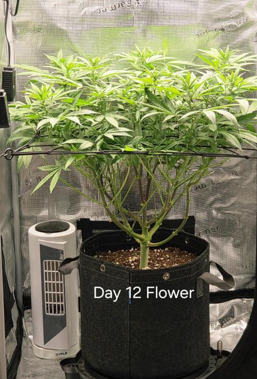 Pineapple Express. Week 9