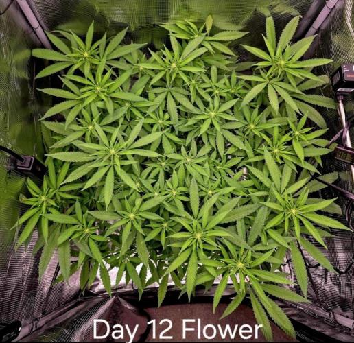 Pineapple Express. Week 9