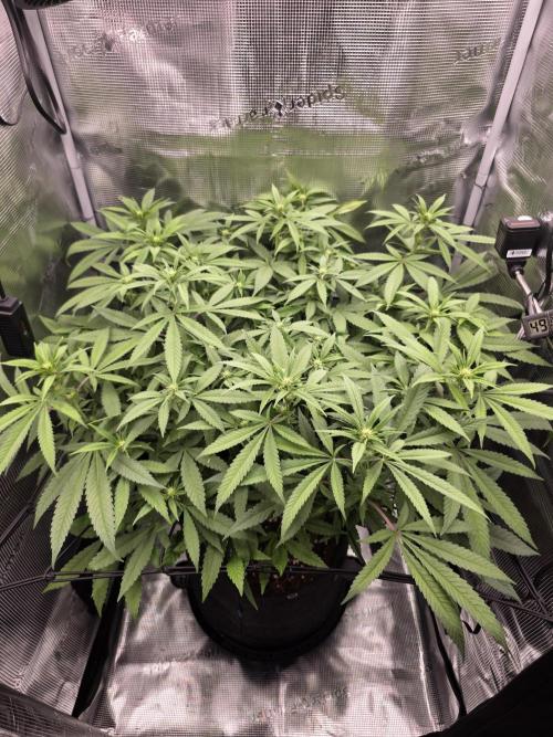 Pineapple Express. Week 9