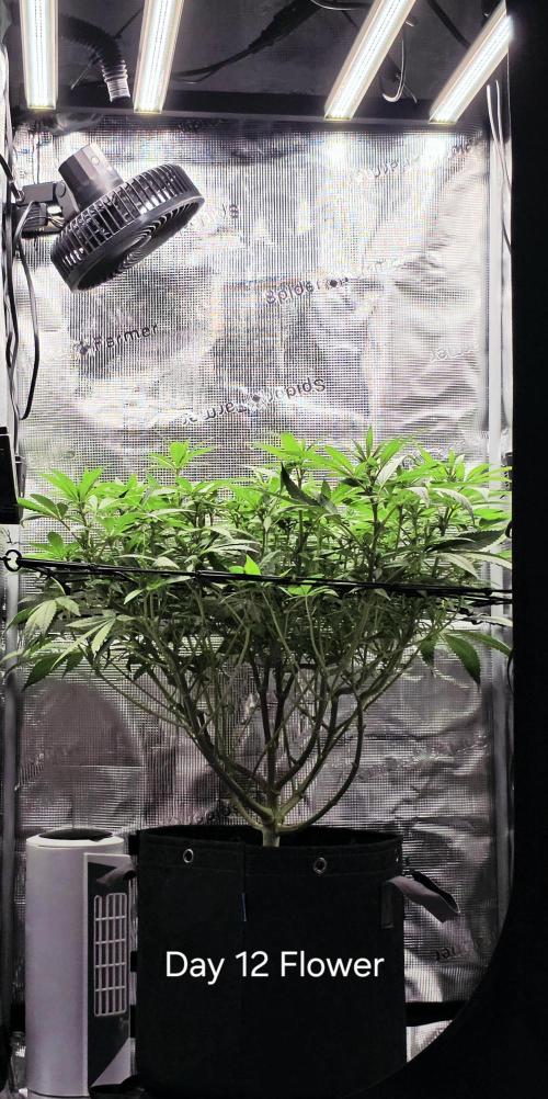 Pineapple Express. Week 9