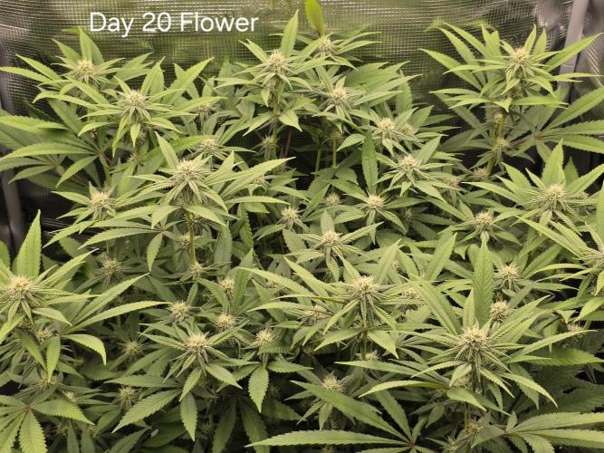 Pineapple Express. Week 10
