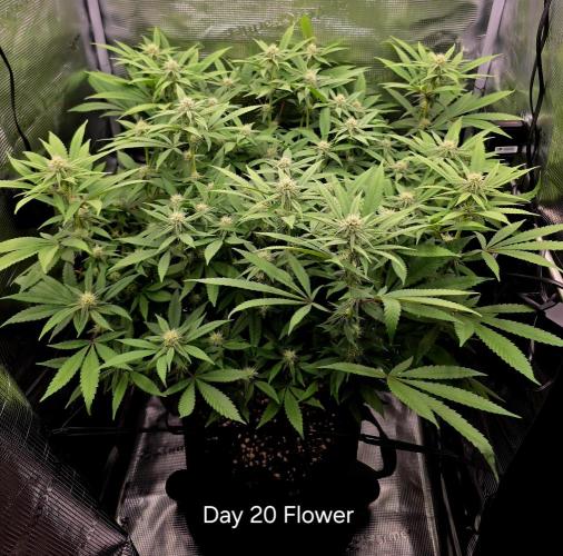 Pineapple Express. Week 10