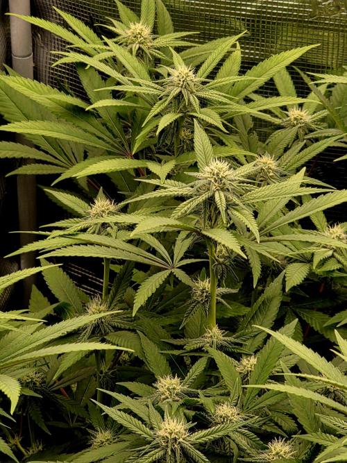 Pineapple Express. Week 10