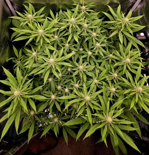 Pineapple Express. Week 10