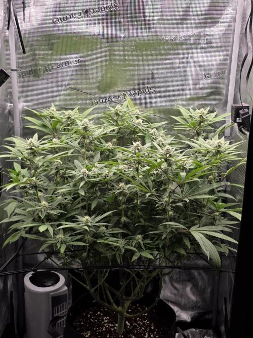 Pineapple Express. Week 10