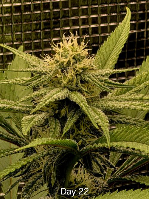 Pineapple Express. Week 11