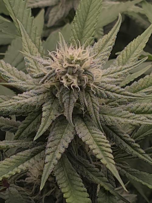 Pineapple Express. Week 11